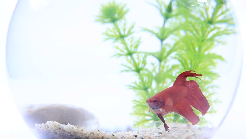 Red Siamese fighting fish under water