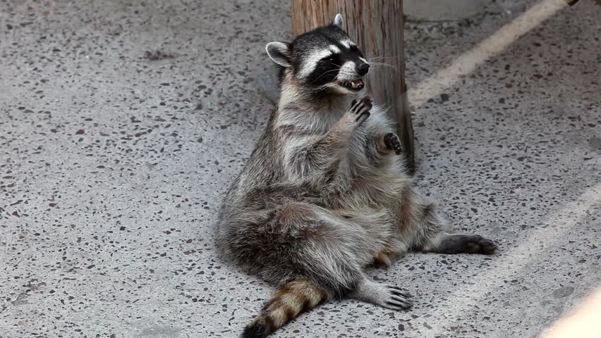 raccoon sit in shadow and feed