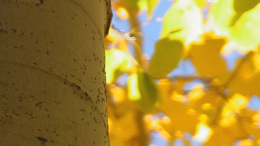 Closeup aspen tree trunk with ants moving up and down against background of autumn leaves - HD