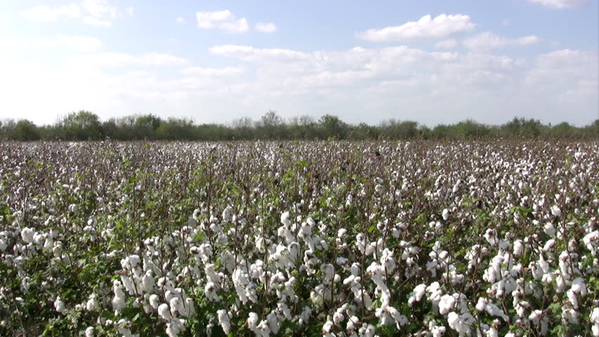 Video Pan right of a cotton field in south Texas. Green plants with mature cotton ready for harvest and shipping to make fabric and material. Farm with acres of valuable crops. 