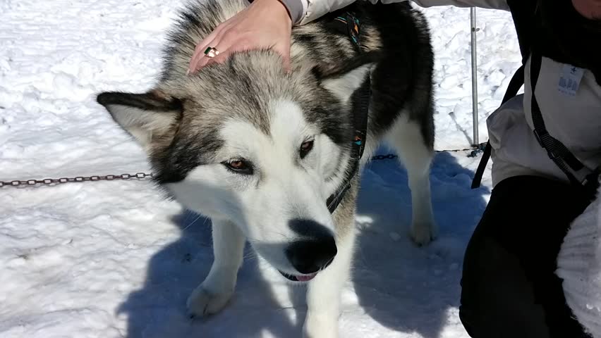 Header of Alaskan Malamute