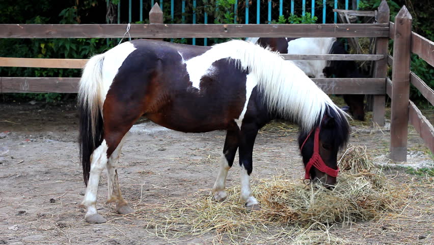 Pony eating ball of hay, two video shots