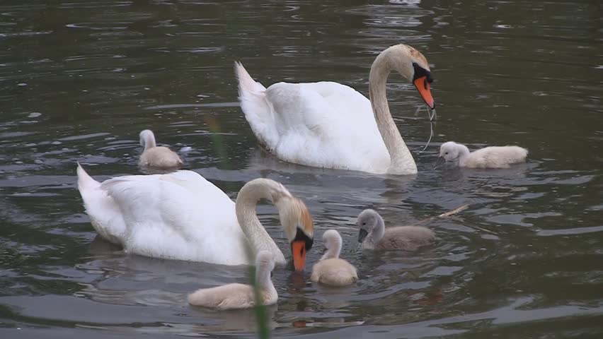 Swan family in pond
