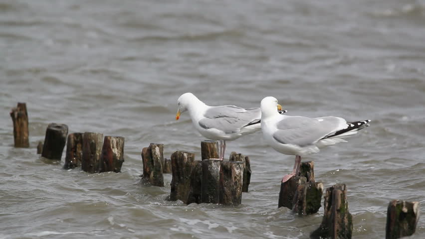 herring gulls sitting on wooden logs 