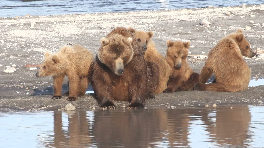 She-bear and bear cubs. Terribly.