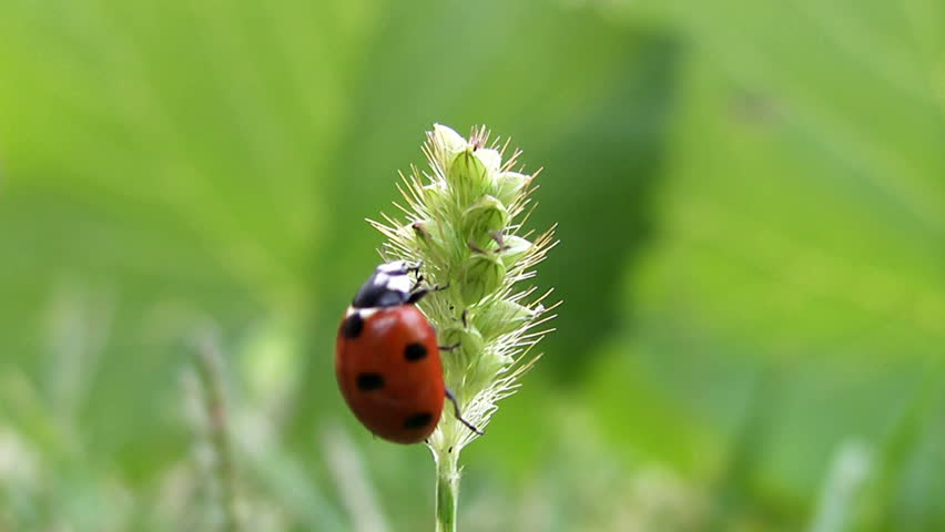 ladybug takes off from grass 