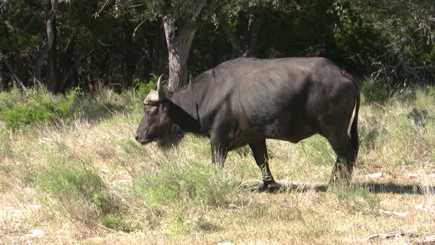 Video tracking shot of a Cape Buffalo from Africa. One of the most dangerous wild animals. Very large animal slowly moving. In Texas wildlife preserve. Don Despain of Rekindle Photo.