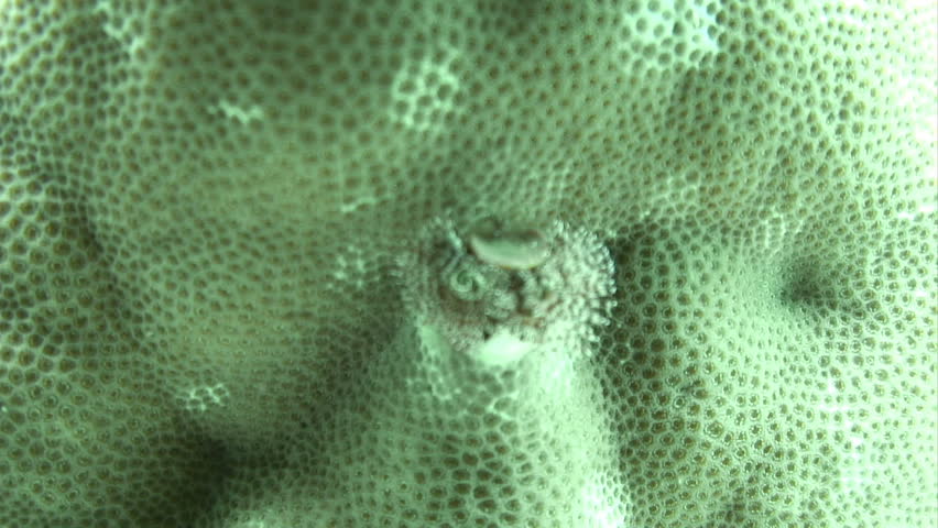 A sea creature