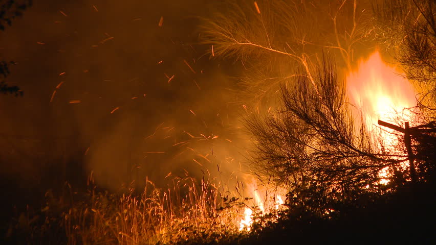 Fire in the bush