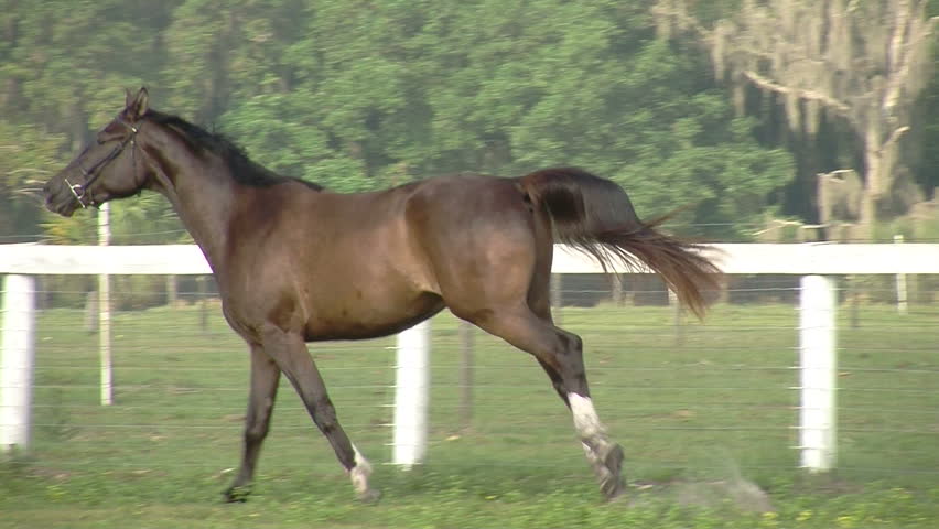 Trakehner sport horse Abailes GS galloping across an equestrian field at GoldenGael Farm. www.goldengael.com