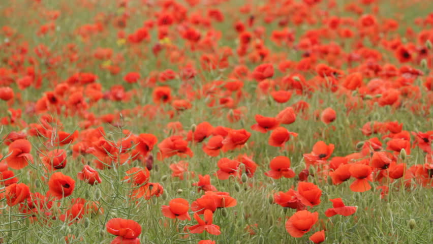 red poppies on the field swaying in the wind 