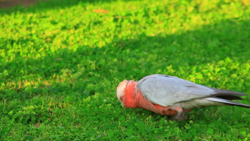 pink galah in grass