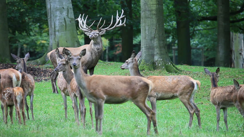 red deer