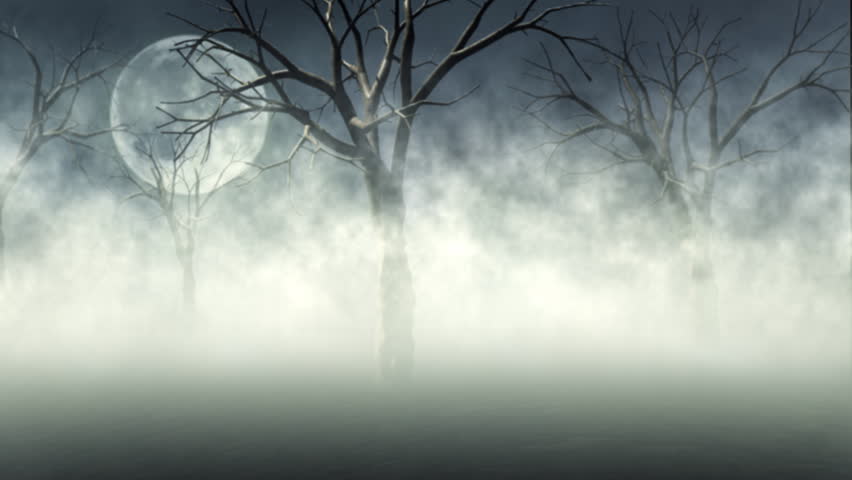 Woods in Fog