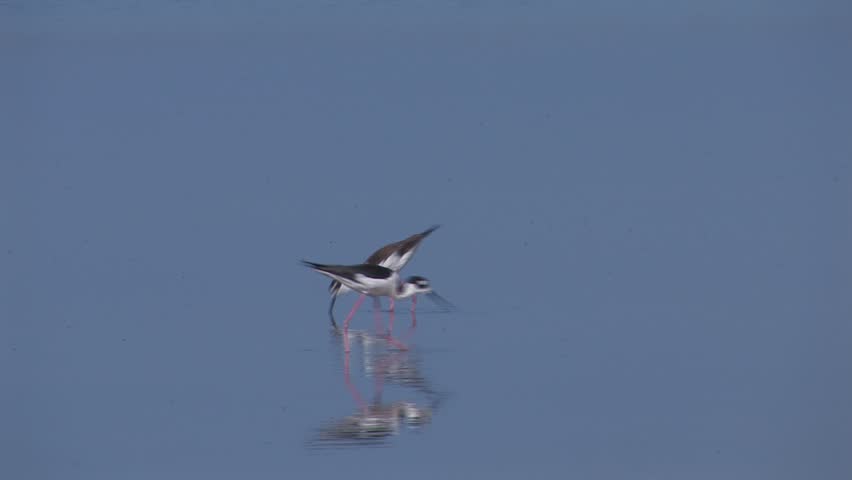 Black-necked Stilt foraging in a calm coastal lagoon.
