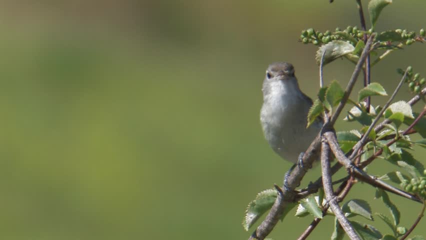 Least Bell's Vireo on territory singing 