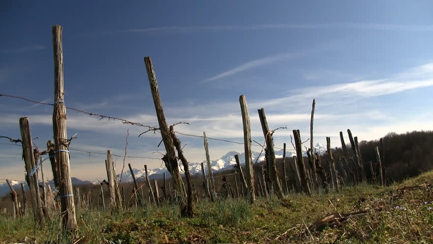 Vineyard with the Pyrenees mountains in the background