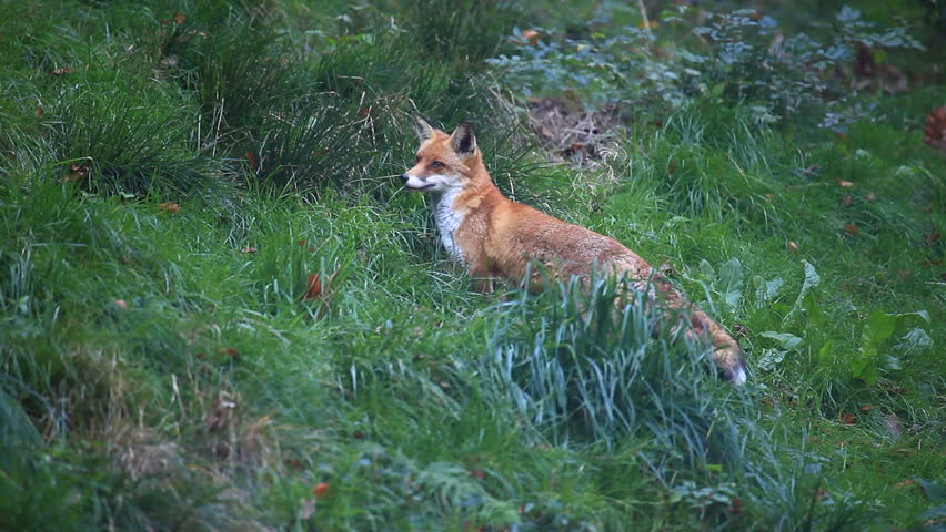 fox
