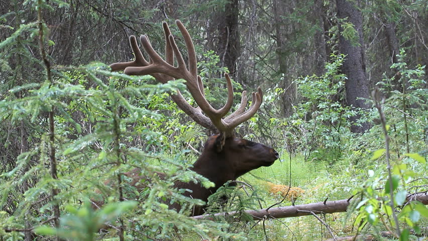 Bull elk laying in a think forest in Alberta Canada. Large trophy size antlers covered in summer velvet. Turns and looks at view. Wildlife in natural mountain habitat.