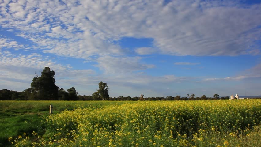 Silos in canola field on sunny day