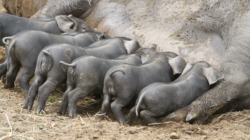 Young baby pigs eating on the mother sow as she lays on the ground. The piglets are fighting over her nipples for nourishment and food. Not yet weaned. Very large female pig sow. Farm. 
