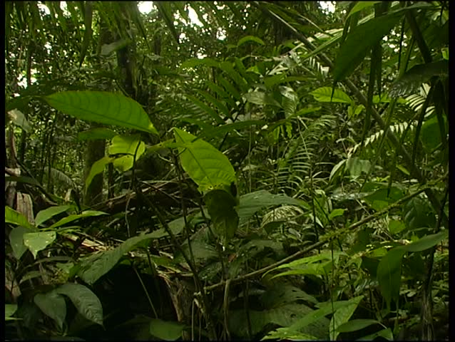 zoom to Maiden's veil fungus (Dictyophora indusiata) in the rainforest