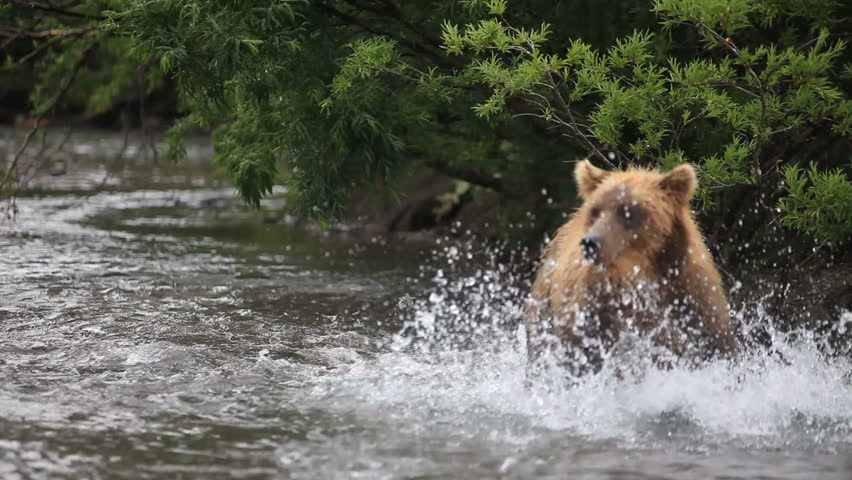 Brown bear fishing 