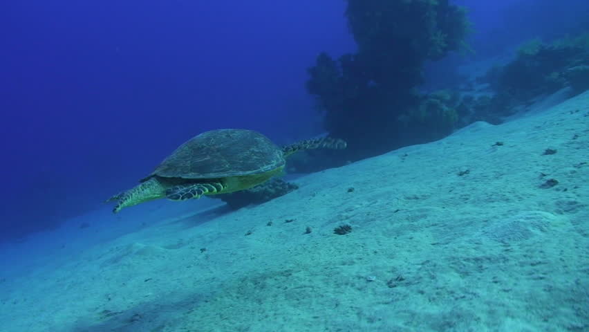 Hawksbill turtle (Eretmochelys imbricata), endangered species, rear view of an adult male swiiming over the coral reef. Red sea, Egypt.