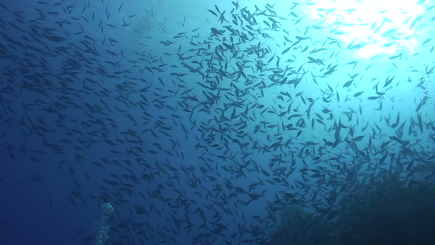 Red sea fusilier (caesio suevica) large school. Red Sea, Egypt.