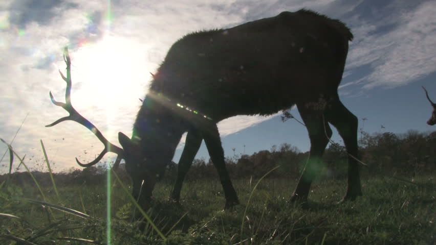 Elk Grazing in Front of Sun 2