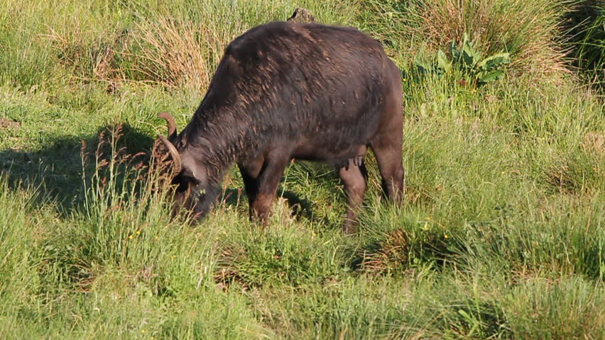 water buffalo grazing between high grass in swamp area
