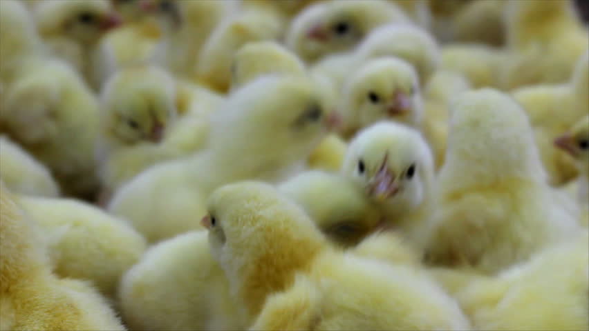 Small chicks