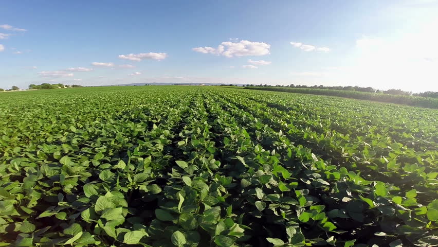 Image result for soy plantation