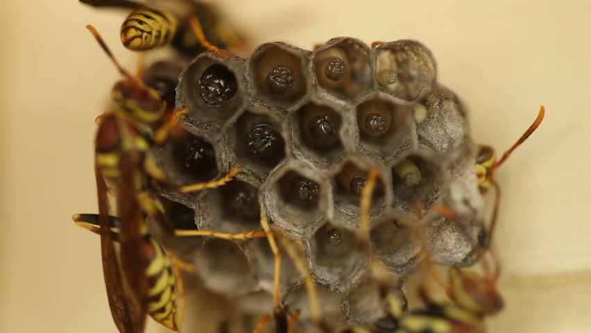 Wasp Nest Tending to their Pupa. Focus on the Pupa with Extreme Depth of Field