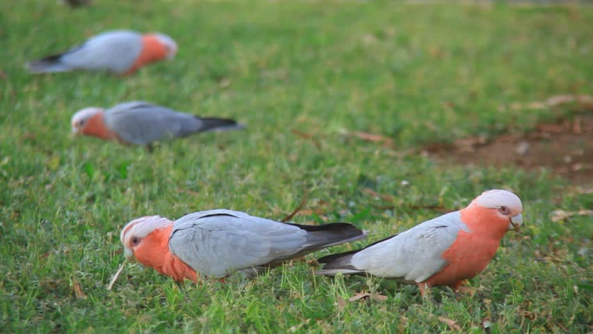pink galah