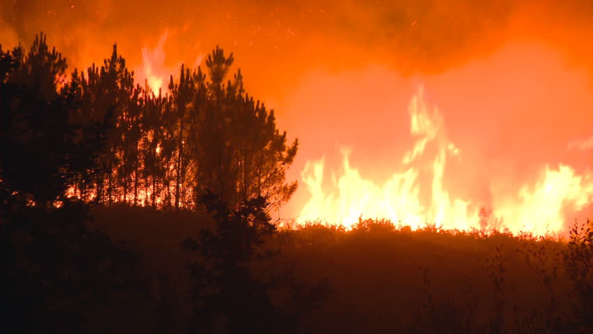 Forest fire at night