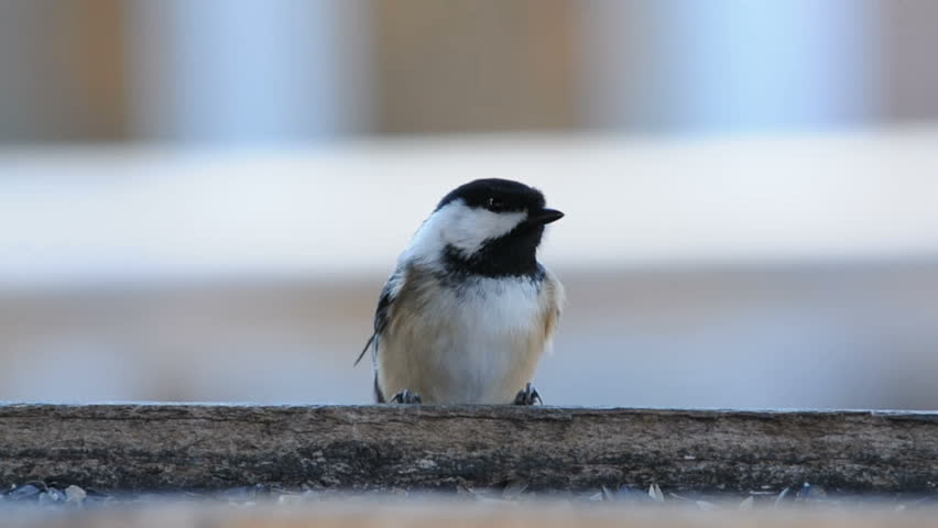 chickadee at bird feeder