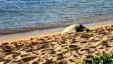 An endangered, Hawaiian Green Sea Turtle resting on a beach on the island of Oahu in Hawaii.