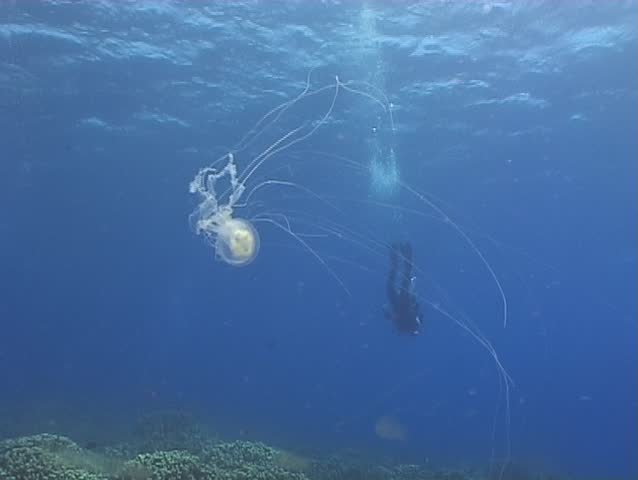 medusa underwater diving video
