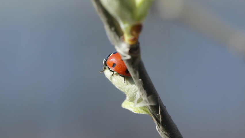 Ladybug on the fresh spring tree bud