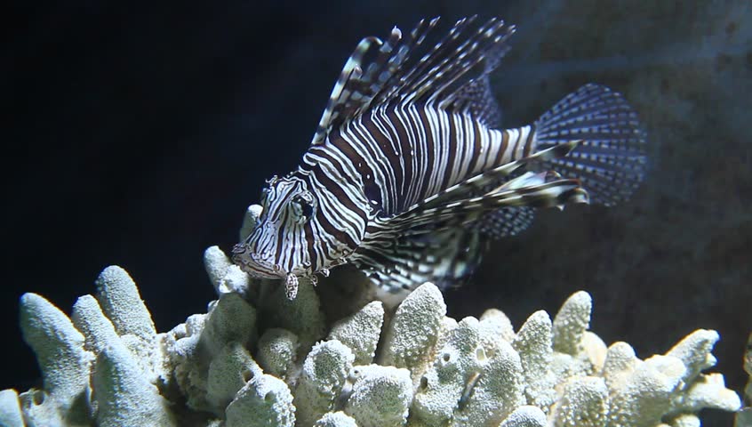 Lion fish