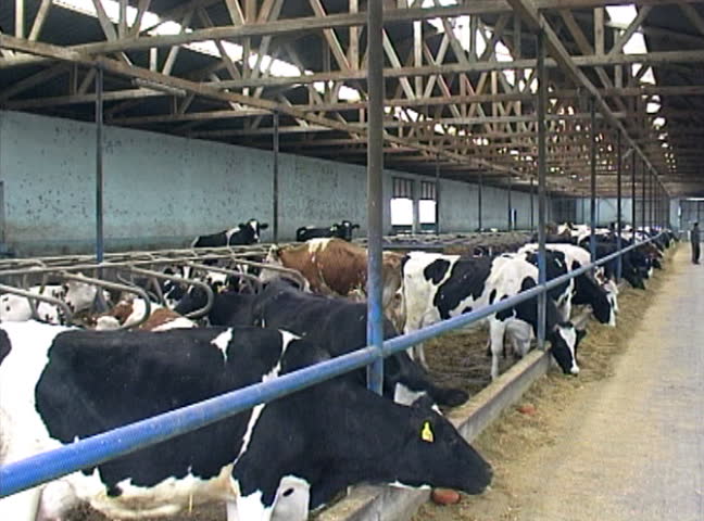 Large group of dairy farm cows eating silage in big, modern stalls.