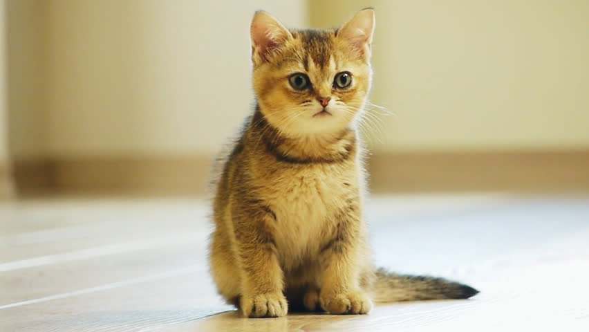 Kitten sits on the floor and mews