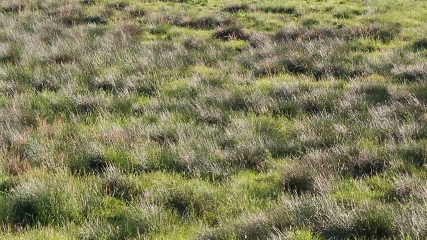 grass in the wind, slow motion