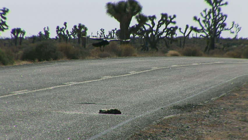 Road kill