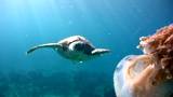 Green sea turtle (Chelonia mydas) eating jellyfish part.3