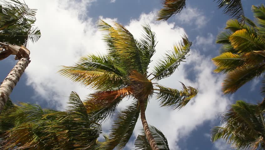 Palms, crones, sky scape