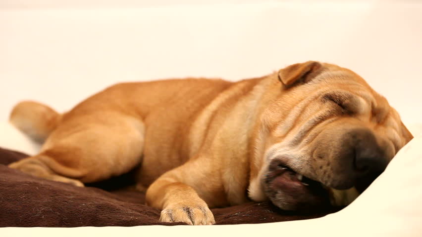 sharpei dog chewing toy