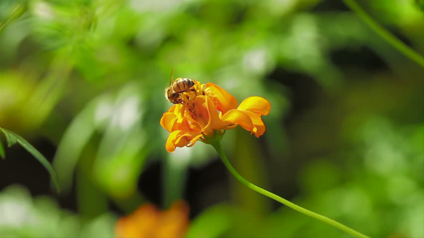 Bee Pollinates Cosmos