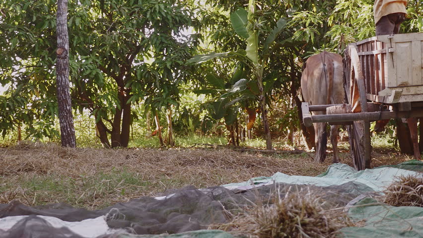 Header of oxcart